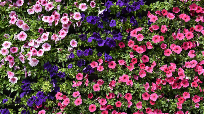 【微公告】网站文件资料下载页面